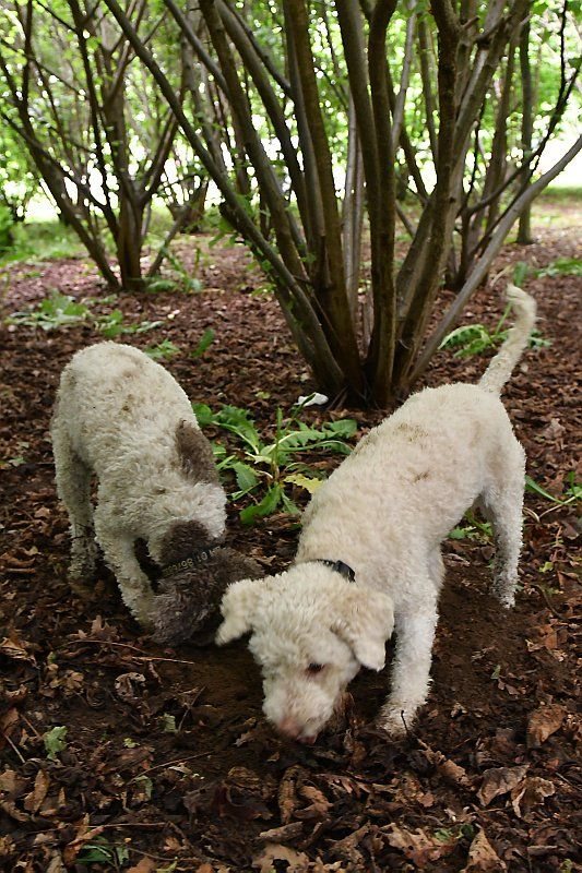 Zwei Trüffelhunde graben unter einem Haselnussbaum