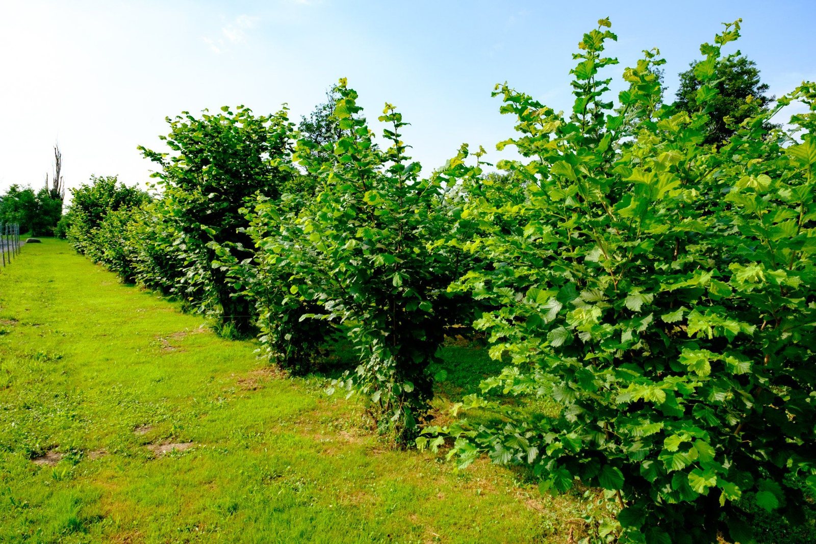 Reihe ausgewachsener Haselnussbäume auf der Trüffelplantage in Eilenburg