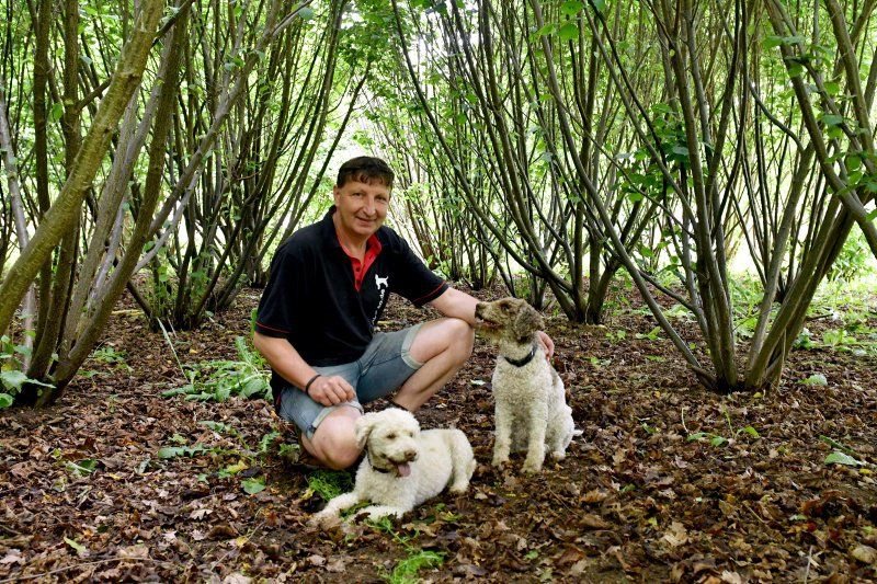 Gunter Kahlo mit den Trüffelhunden Frida und Tempi zwischen den Haselnussbäumen der Plantage