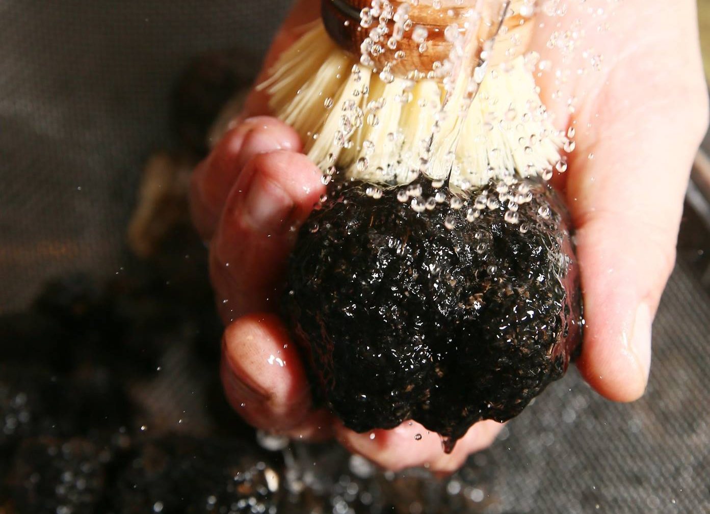 Frisch ausgegrabene schwarze Trüffel in der Hand