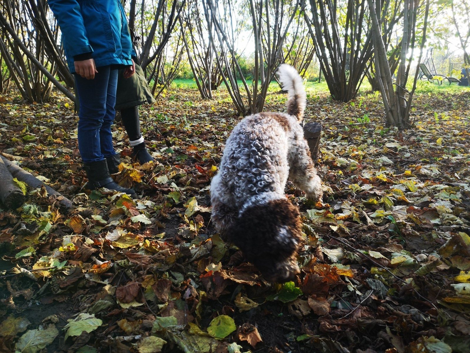 Trüffelhund gräbt im Herbstlaub der Plantage