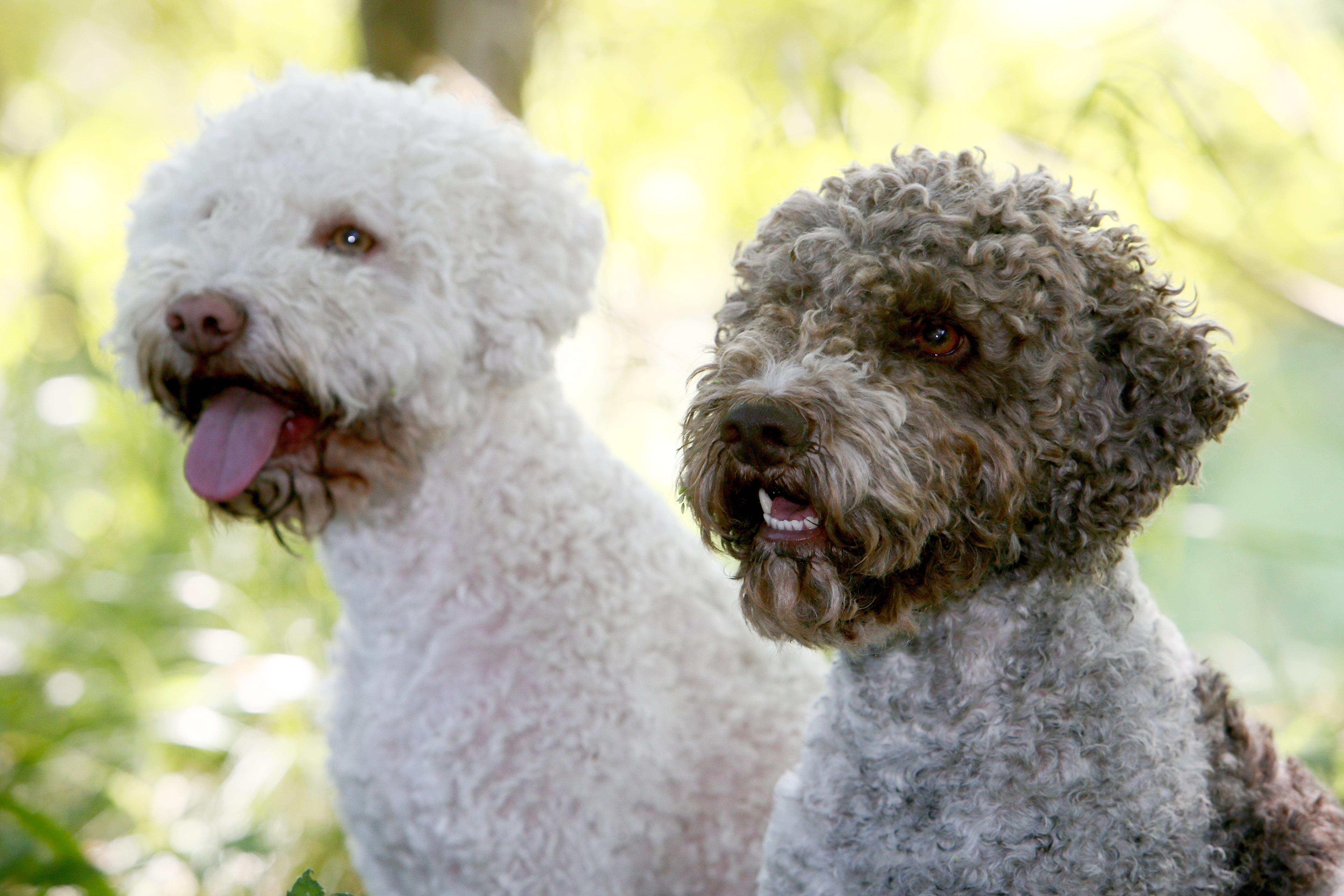 Frida und Tempi – unsere Trüffelhunde