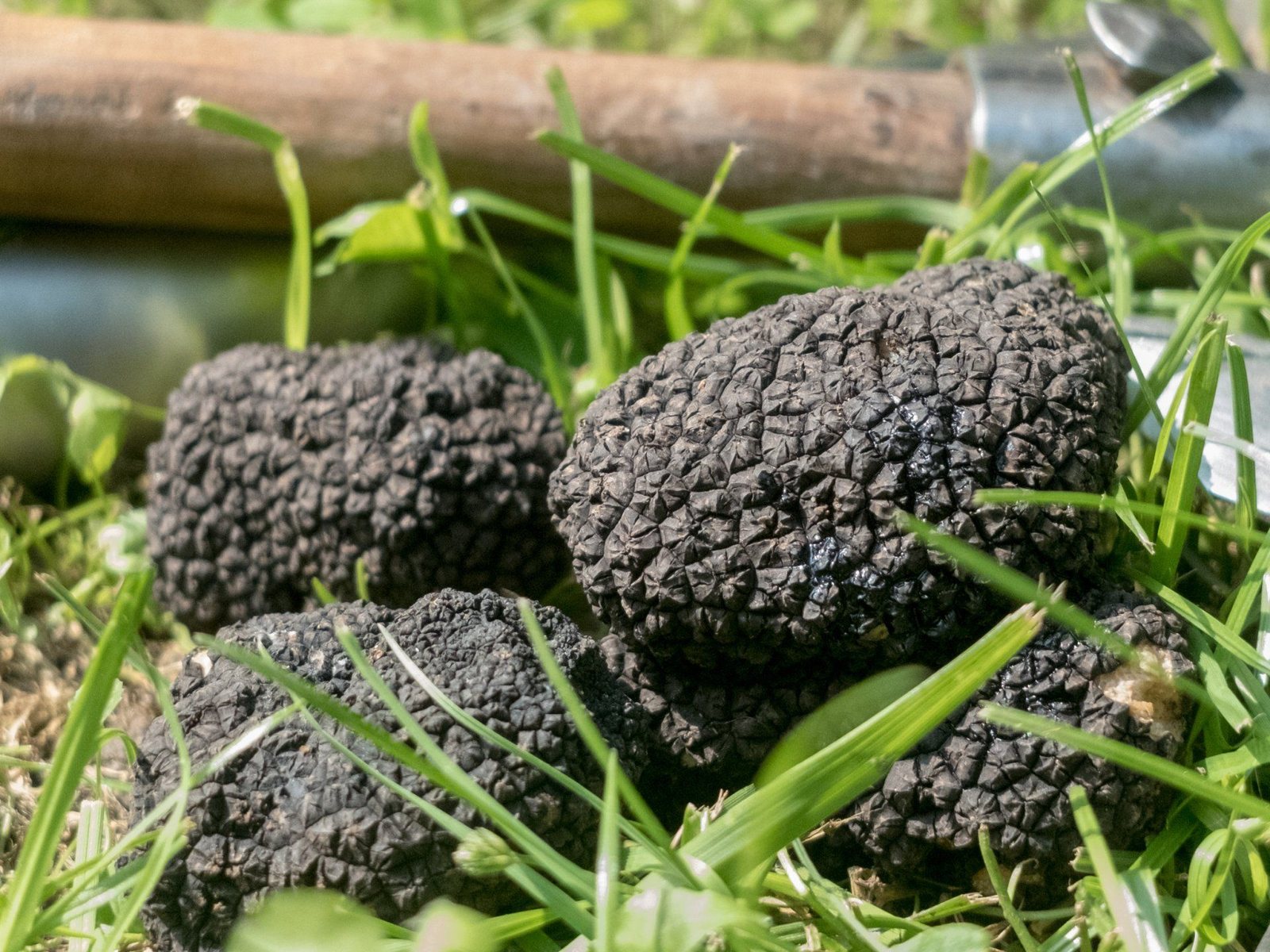 Zwei schwarze Trüffel im Gras neben dem Grabewerkzeug