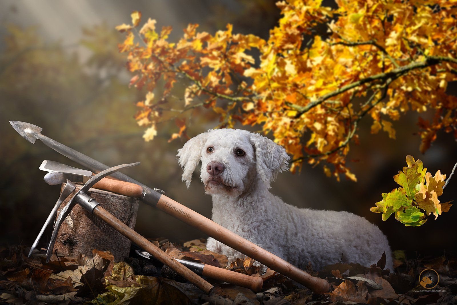 Trüffelhund mit Grabewerkzeug im Herbstlaub